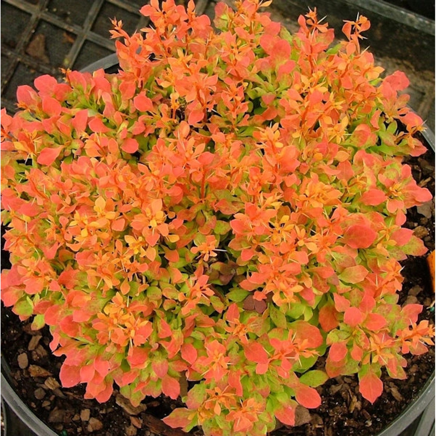 Beberitze Ruby Star 20-25cm - Berberis thunbergii günstig online kaufen