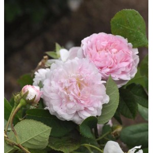 Rosa 'Duchess de Montebello' mit zartrosa, gefüllten Blüten und grünen Blättern.
