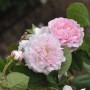 Rosa 'Duchess de Montebello' mit zartrosa, gefüllten Blüten und grünen Blättern.