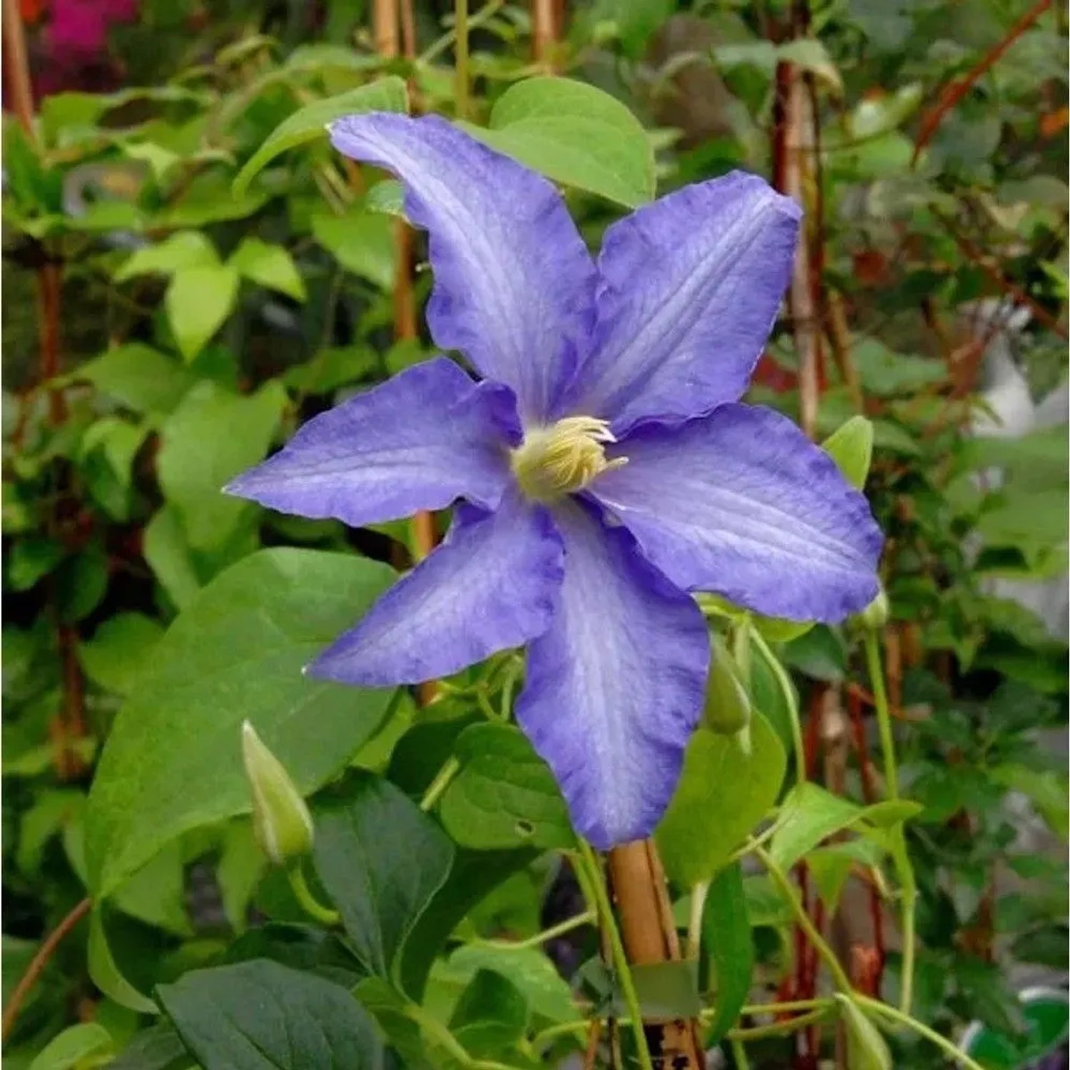Evison Waldrebe Olympia 60-80cm - Clematis