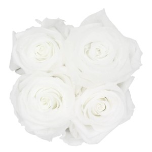 Weiße Rosen in eckiger Rosenbox mit Schleife. Elegantes Blumengesteck mit 12 Rosen.