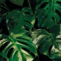 Komar Vlies Fototapete Tropical Wall Panel mit tropischen Blättern, 100x250cm.