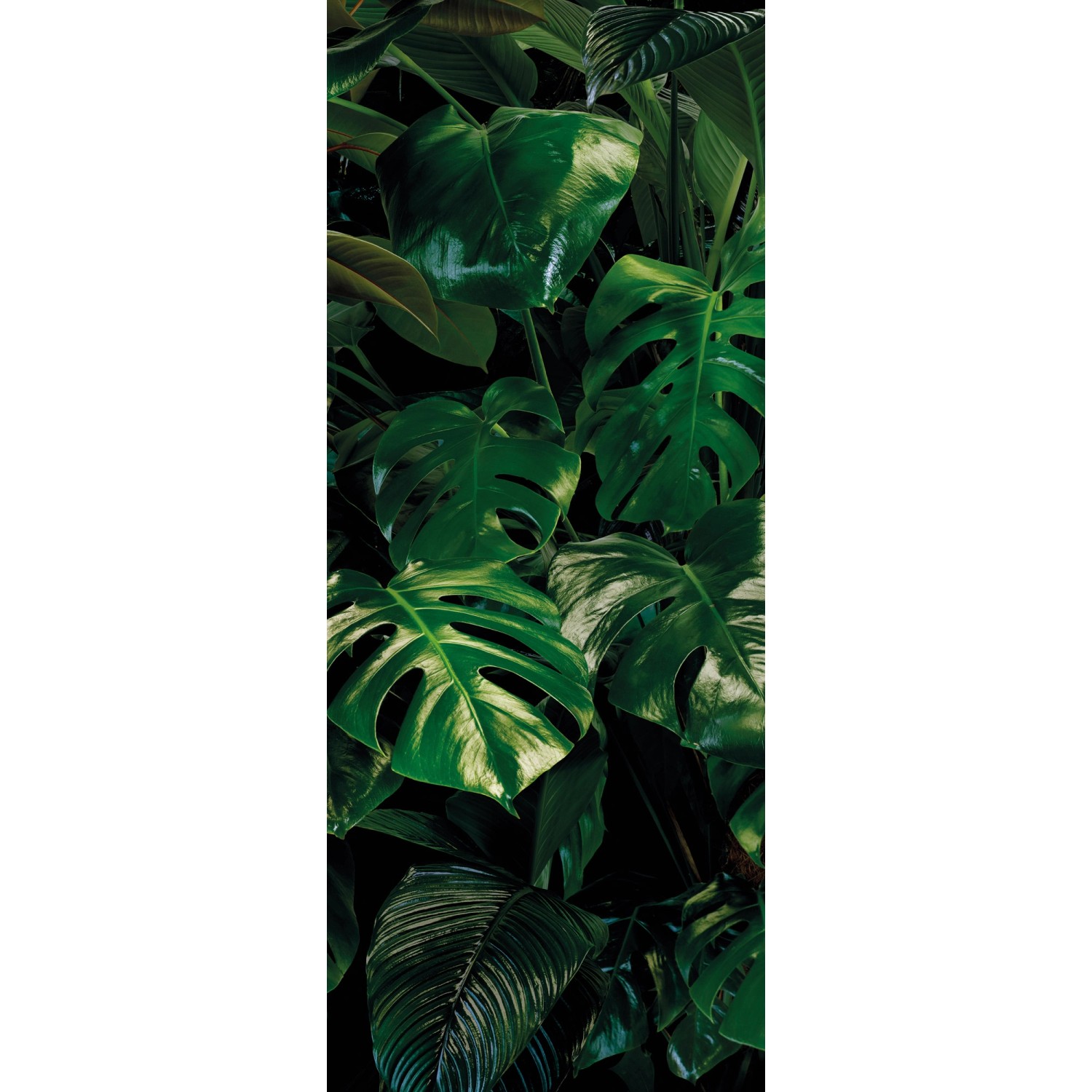 Komar Vliestapete »Tropical Wall Panel«, 100x250 cm (Breite x Höhe), Vliest günstig online kaufen