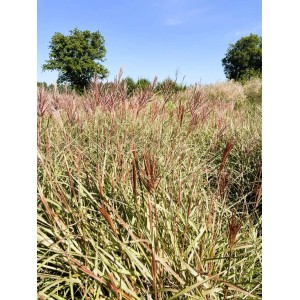 Baumfink Chinaschilf Red Chief als Topfpflanze
