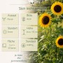 Gelbe Sonnenblumen mit Infografik zu Aussaat, Blütezeit, Standort und Wuchshöhe bis 150 cm. LaCaTho Blumensamen.