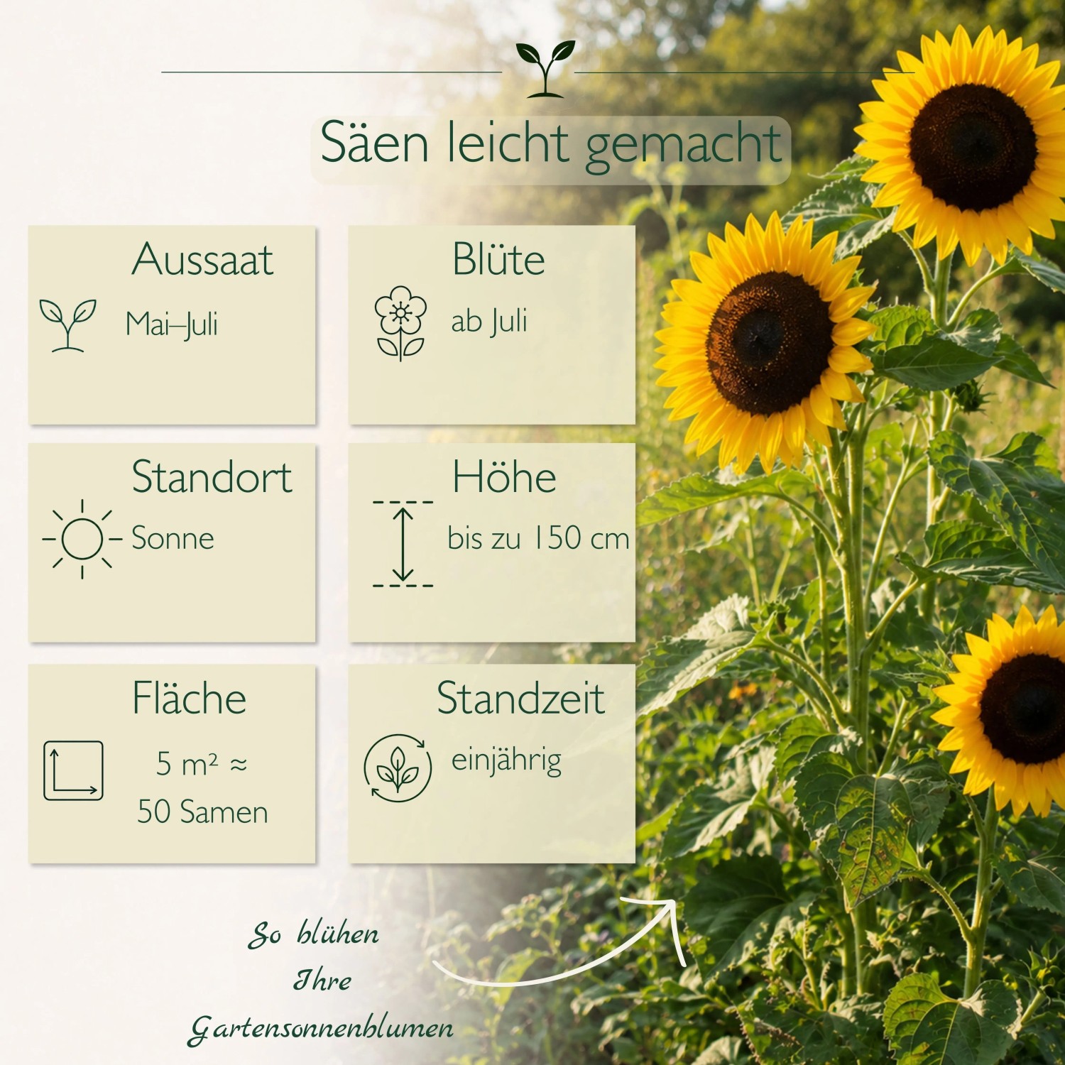 Gelbe Sonnenblumen mit Infografik zu Aussaat, Blütezeit, Standort und Wuchshöhe bis 150 cm. LaCaTho Blumensamen.