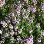 Blühender Zitronen-Thymian (Thymus citriodorus), eine Staude mit kleinen, helllila Blüten.