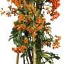 Feuerdorn 'Rote Beeren' im Topf, ca. 50-60 cm hoch, mit vielen roten Beeren.