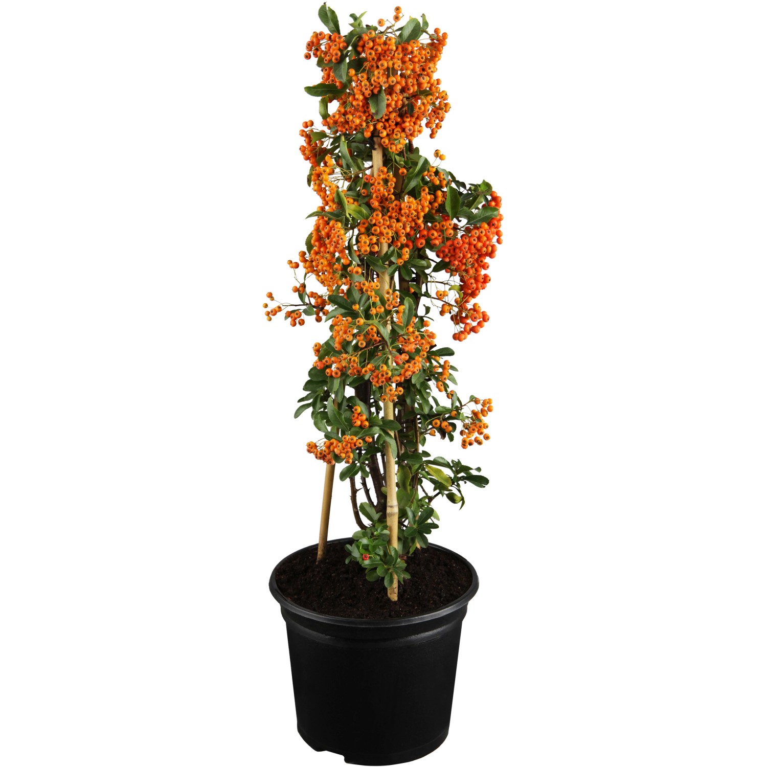 OBI Feuerdorn Rote Beeren Höhe ca. 50 - 60 cm Topf ca. 2 l Pyracantha