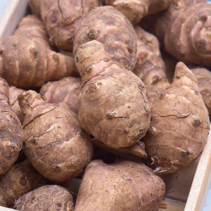 Topinambur Knollen (Helianthus tuberosus) im Detail. Pflanzkartoffeln für den Garten.