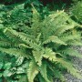 Filigranfarn (Polystichum setiferum) im 9x9 cm Topf, ein grüner Bodendecker für schattige Standorte.