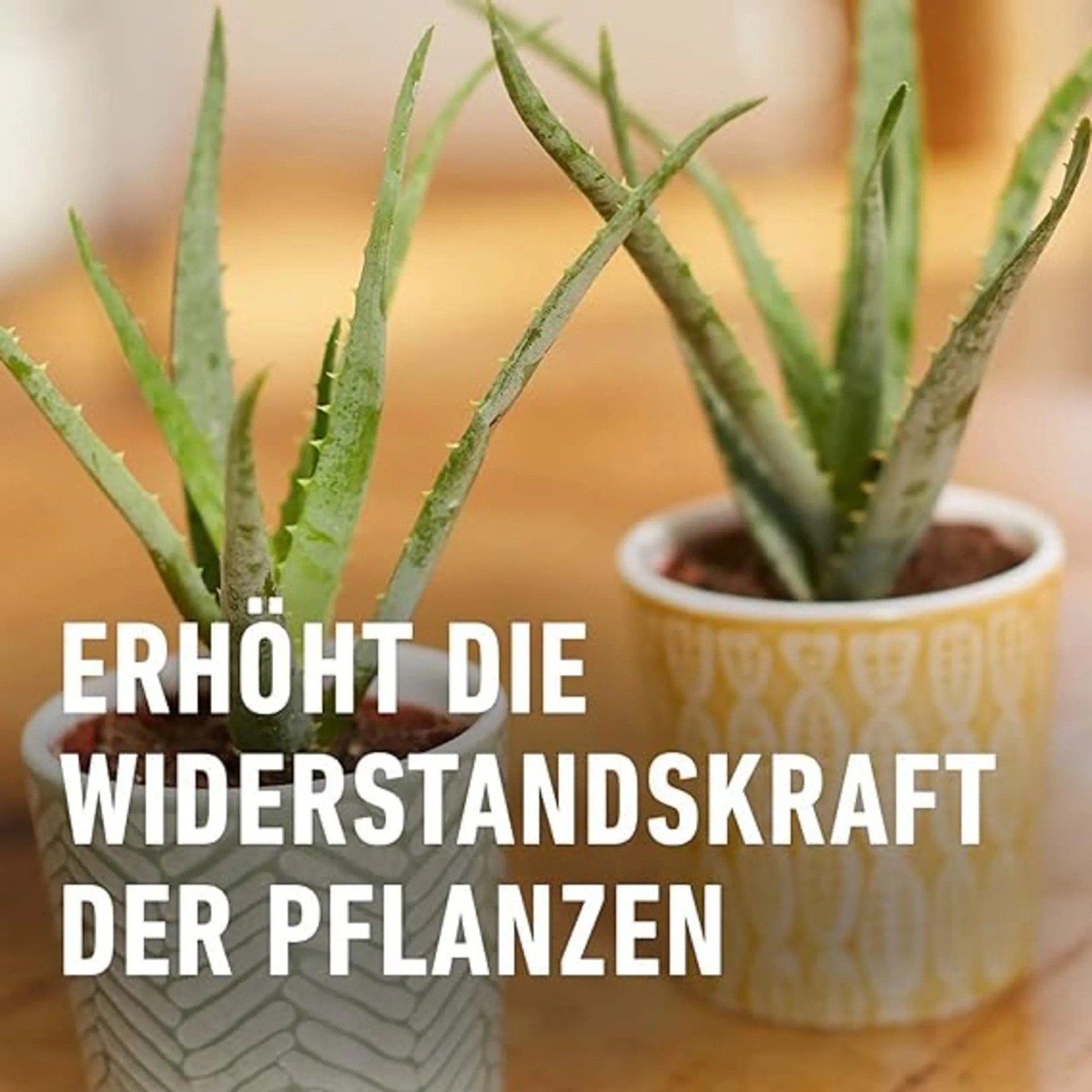 Zwei Aloe Vera Pflanzen in Töpfen, Text "Erhöht die Widerstandskraft der Pflanzen". Compo Kakteendünger für widerstandsfähige Pflanzen.
