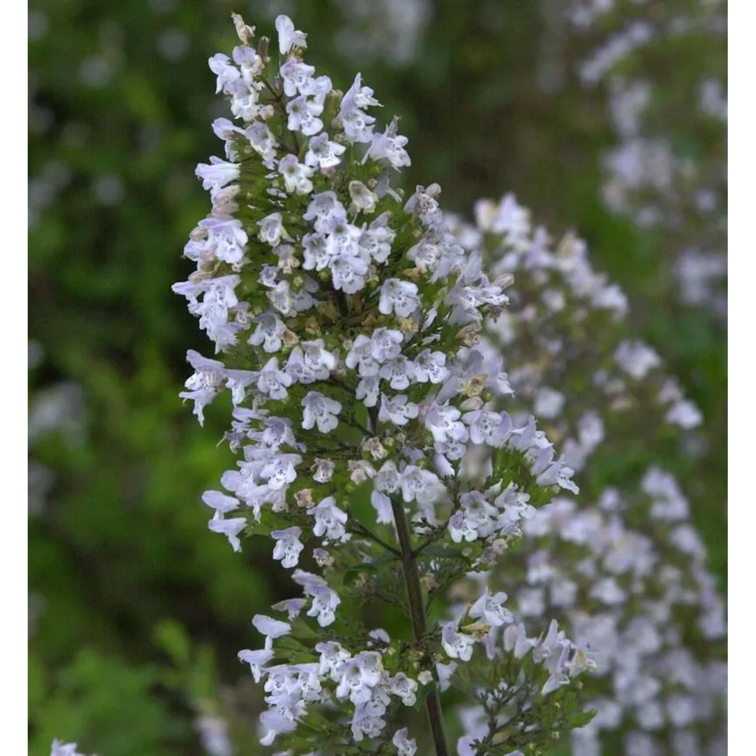 Kleinblättrige Bergminze - Calamintha nepeta günstig online kaufen