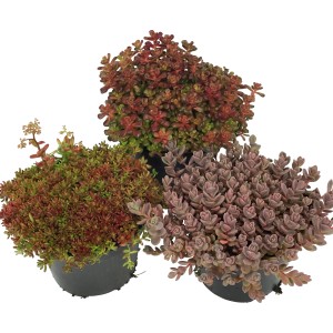 Drei Töpfe mit scharfem, rotem Mauerpfeffer (Sedum) für Steingärten.