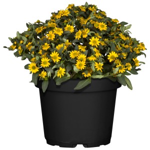 Gelber Husarenknopf (Sanvitalia procumbens) im schwarzen Topf, ca. 20-30 cm hoch.