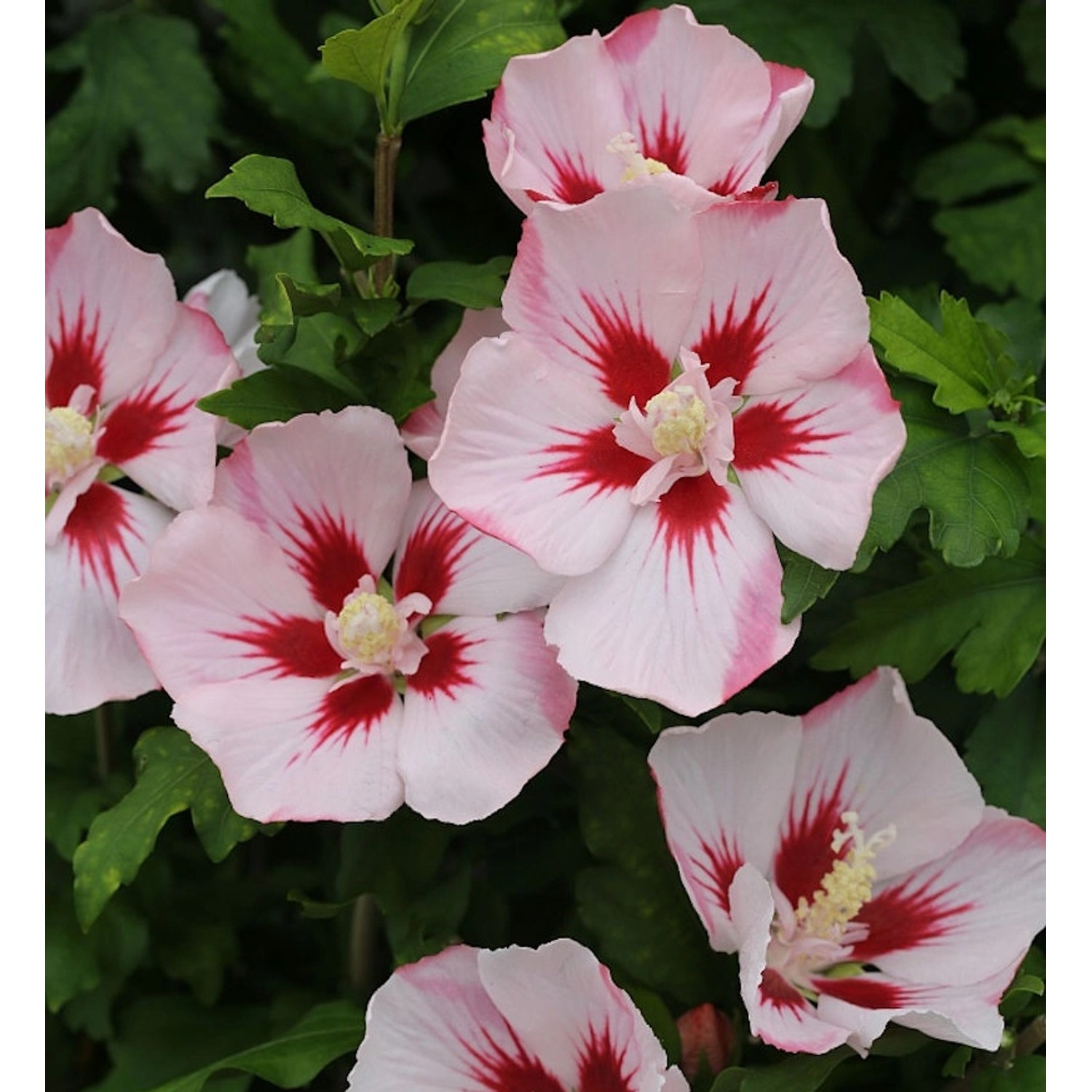 Hochstamm Rosen Eibisch Hamabo 80-100cm - Hibiscus günstig online kaufen