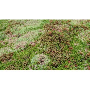 Kiepenkerl Saatgut für extensive Dachbegrünung mit Gräsern und Kräutern.