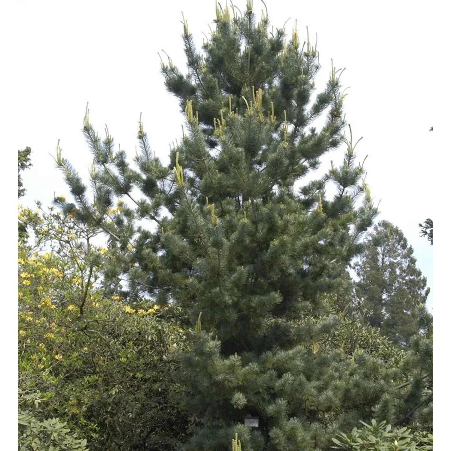 Mädchenkiefer Tempelhof 30-40cm - Pinus parviflora