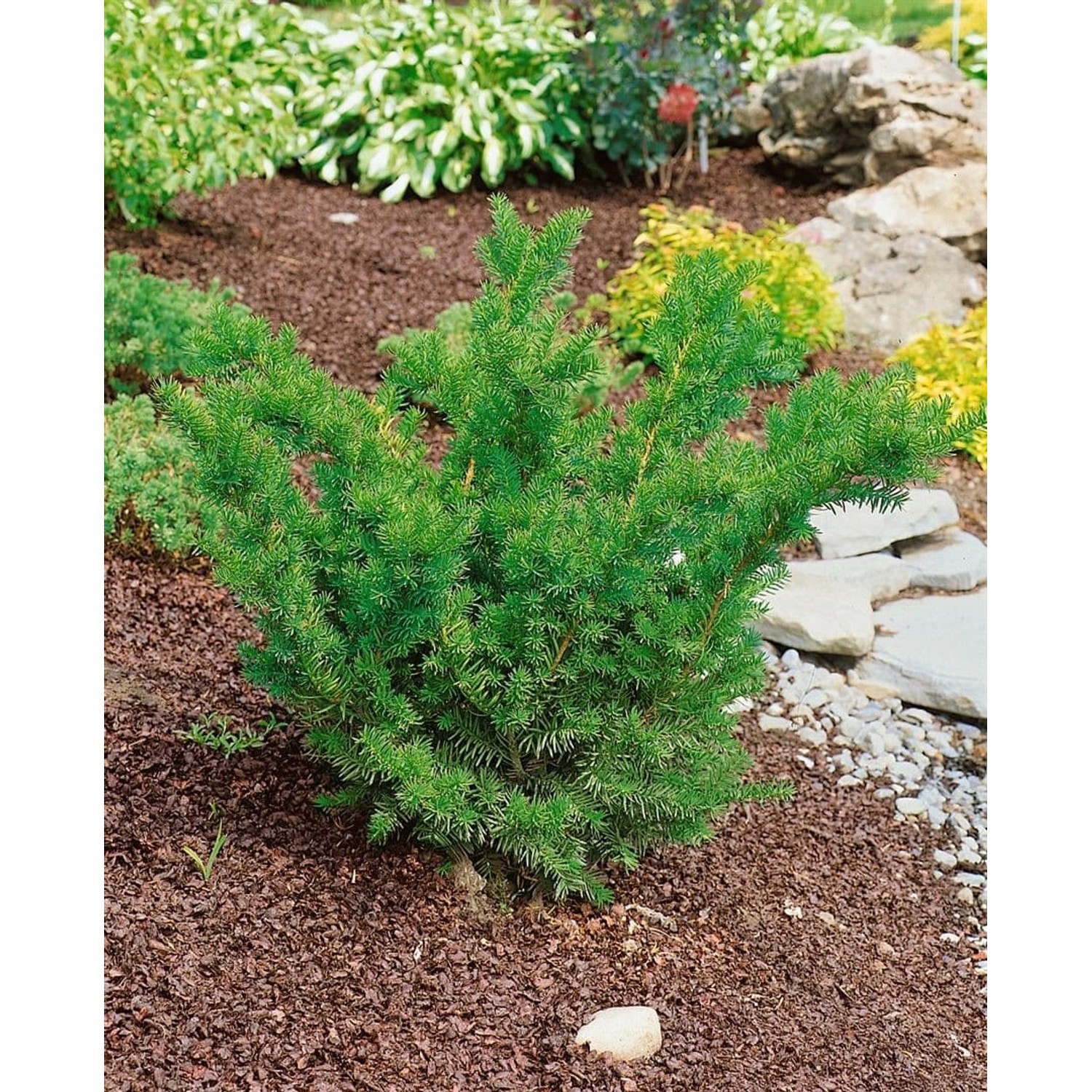 Taxus media 'Farmen' 25-30 cm günstig online kaufen