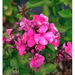 Nahaufnahme der Hohen Flammenblume 'Aureole' (Phlox paniculata) mit pinkfarbenen Blüten.