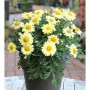 Grönland Margerite Schwefelglanz - Arctanthemum arcticum