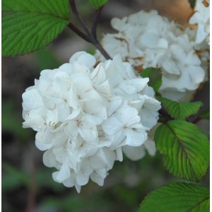 Nahaufnahme: Etagen Schneeball Newport (Viburnum plicatum) mit weißen Blüten.
