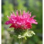 Nahaufnahme der rosafarbenen Blüte der Indianernessel 'Scorpion'.