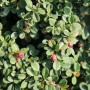 Detailaufnahme der Kriechmispel 'Streibs Findling' mit grünen Blättern und roten Beeren.