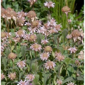 Nahaufnahme der Indianernessel 'Bradburies' (Monarda bradburiana) mit zartrosa Blüten.
