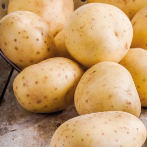 Pflanzkartoffeln 'Frieslander', 10 Stück, hellgelb mit kleinen braunen Punkten.