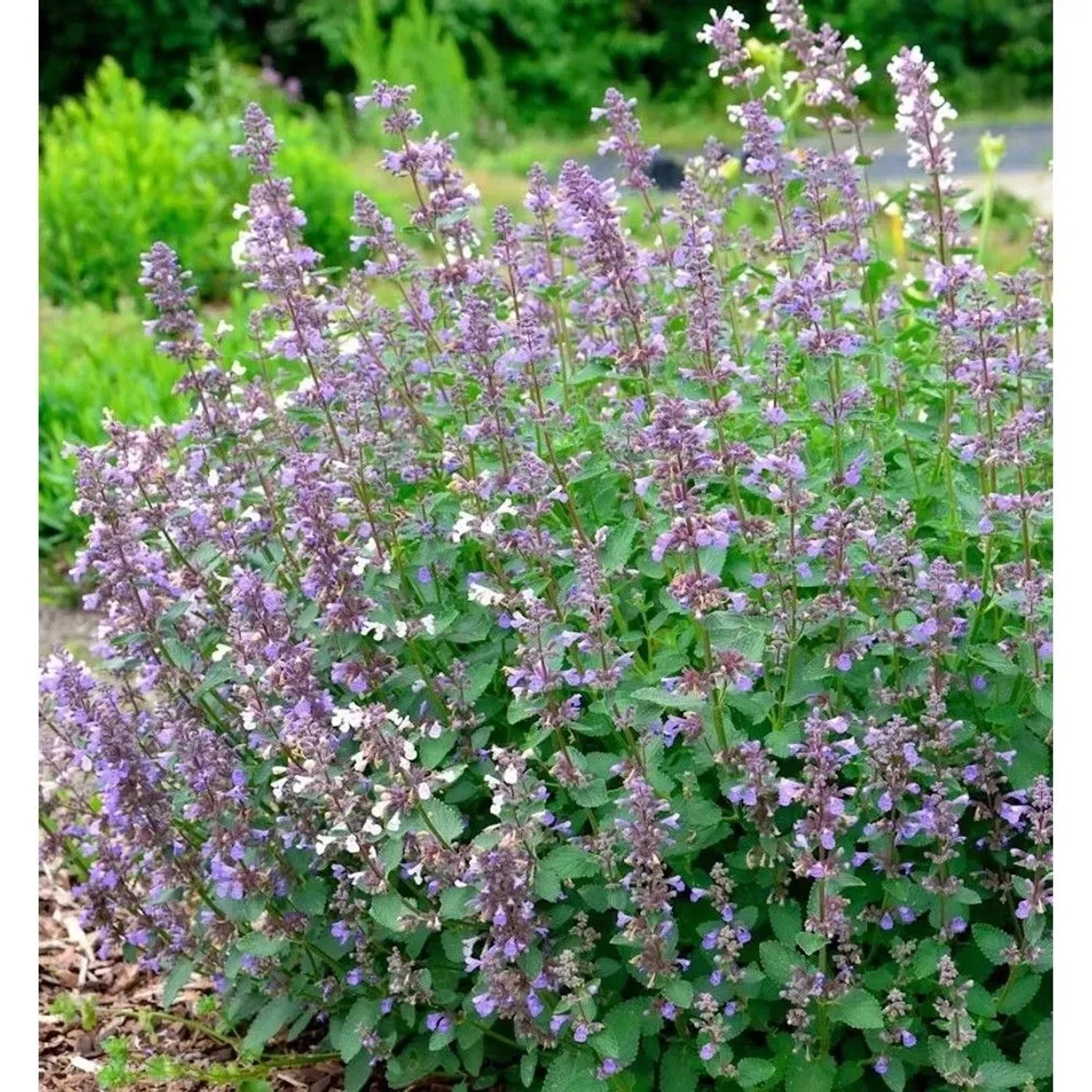 Blühende Katzenminze 'Summer Magic' (Nepeta grandiflora) im Garten, lila Blütenstände.