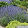 Blühende Katzenminze 'Alba' im Gartenbeet. Die Staude mit weißen Blüten ist bienenfreundlich und pflegeleicht.