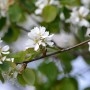 Nahaufnahme der weißen Blüten der Erlenblättrigen Felsenbirne Greatberry Garden.