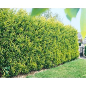 Goldgelbe Cupressocyparis leylandii 'Castlewellan Gold' Hecke, 100-125 cm hoch.
