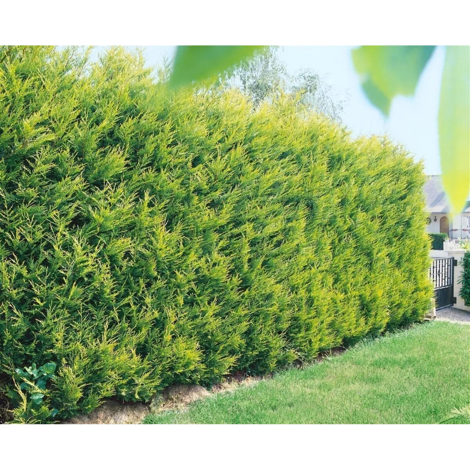Goldgelbe Cupressocyparis leylandii 'Castlewellan Gold' Hecke, 100-125 cm hoch.