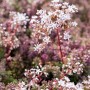 Teppichsedum 'Coral Carpet' mit weißen Blüten, Sedum Album, Bodendecker für sonnige Standorte.
