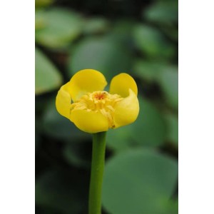 Gelbe Teichmummel (Nuphar Lutea) im Topf, Nahaufnahme der Blüte. Blühende Wasserpflanze für den Gartenteich.