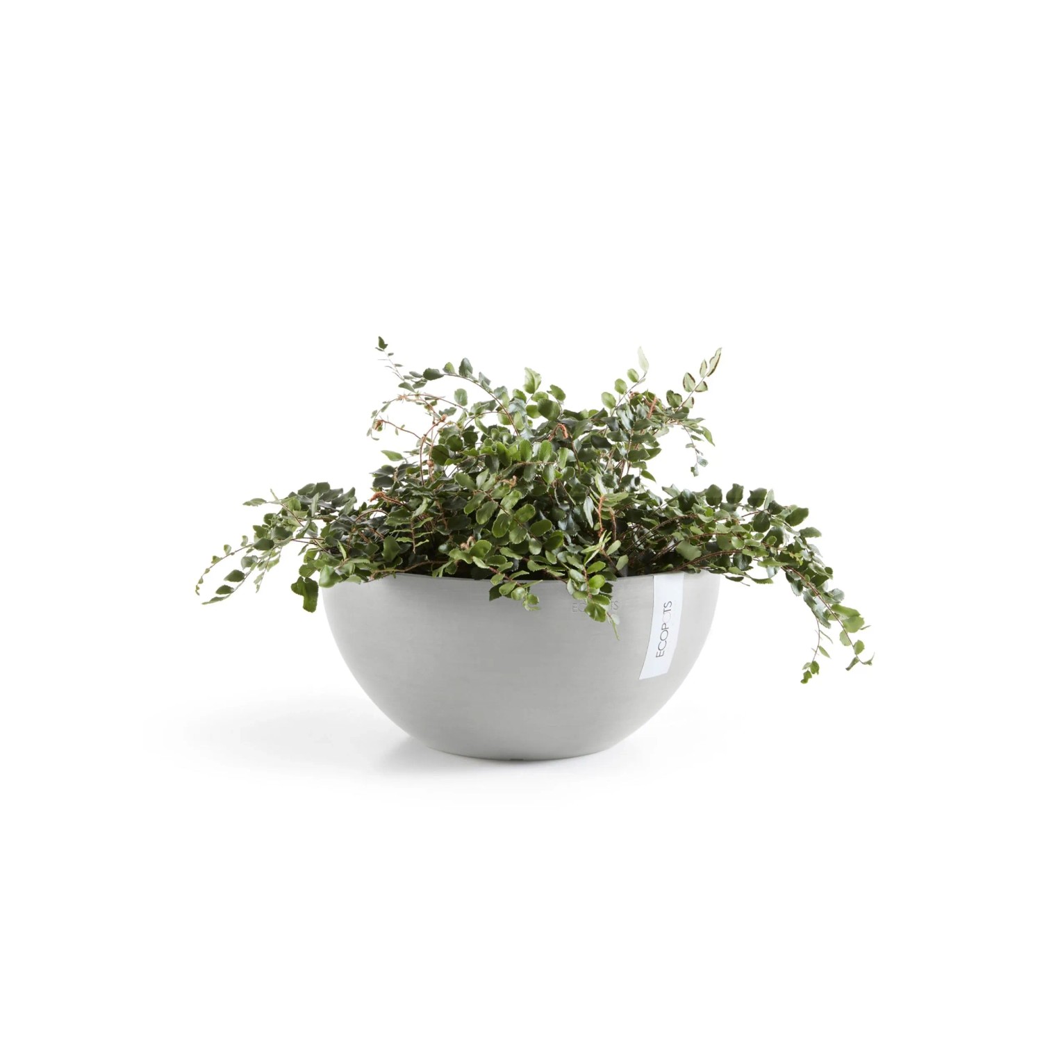 Ecopots Pflanztopf Brussels, weißgrau, 30 cm. Runde Pflanzschale mit grüner Pflanze.