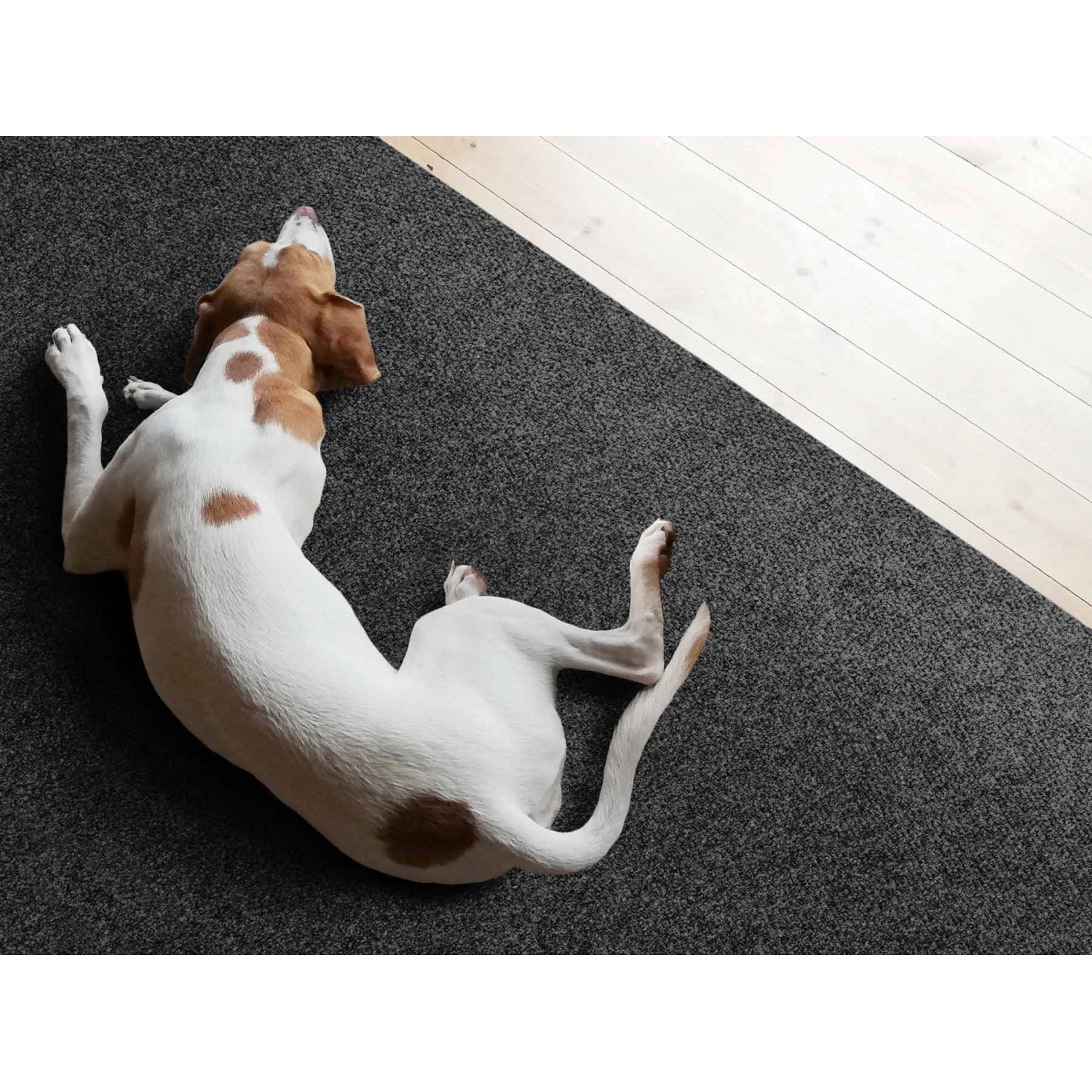 Anthrazitfarbener Primaflor Sauberlauf Picollo Teppichläufer mit Hund.