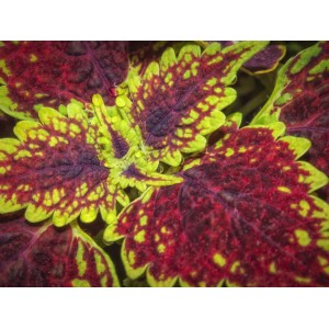 Nahaufnahme der Buntnessel (Plectranthus scutellarioides) mit rot-gelb gemusterten Blättern.