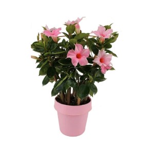 Rosa Dipladenie Spalier im Topf, ca. 30cm hoch. Blühende Kübelpflanze mit grünen Blättern.