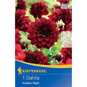 Kiepenkerl Seerosen-Dahlie Arabian Night, schwarzrote Blüte. Blumenzwiebel für Beet und Vase.