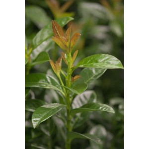 Detailaufnahme: Prunus laurocerasus 'Kleopatra' Heckenpflanze mit grünen und bronzefarbenen Blättern.