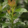 Detailaufnahme: Prunus laurocerasus 'Kleopatra' Heckenpflanze mit grünen und bronzefarbenen Blättern.