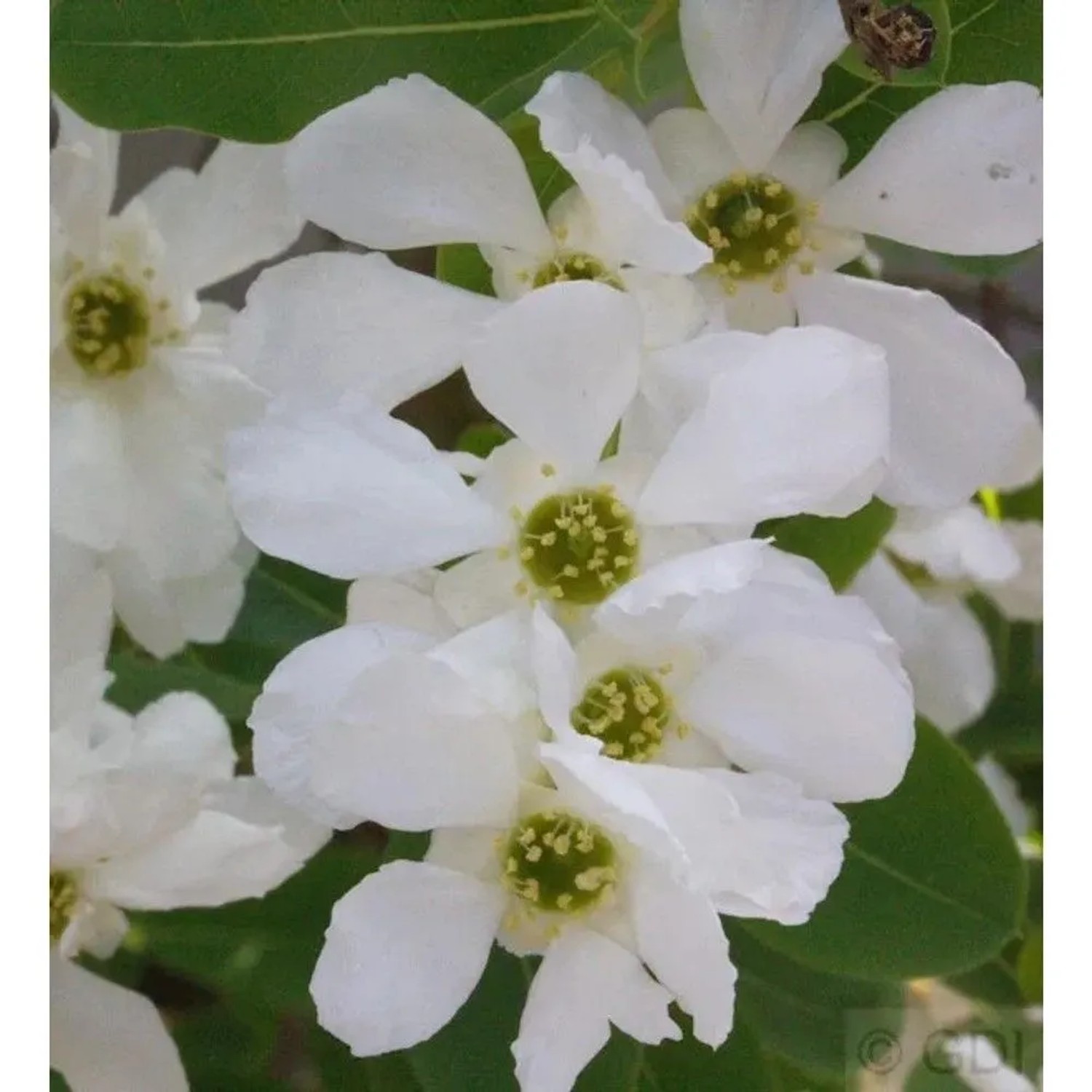 Radspiere 80-100cm - Exochorda racemosa