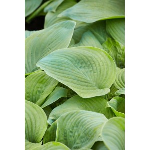 Nahaufnahme der grünen Blätter der Hosta Plantaginea 'Guacamole' Funkie.