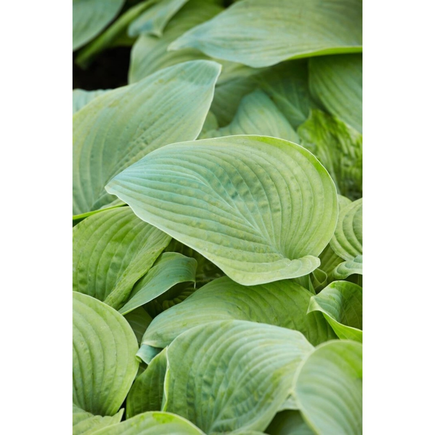 Hosta Plantaginea Guacamole Duftende Funkie Ca. 11x11 cm Topf günstig online kaufen