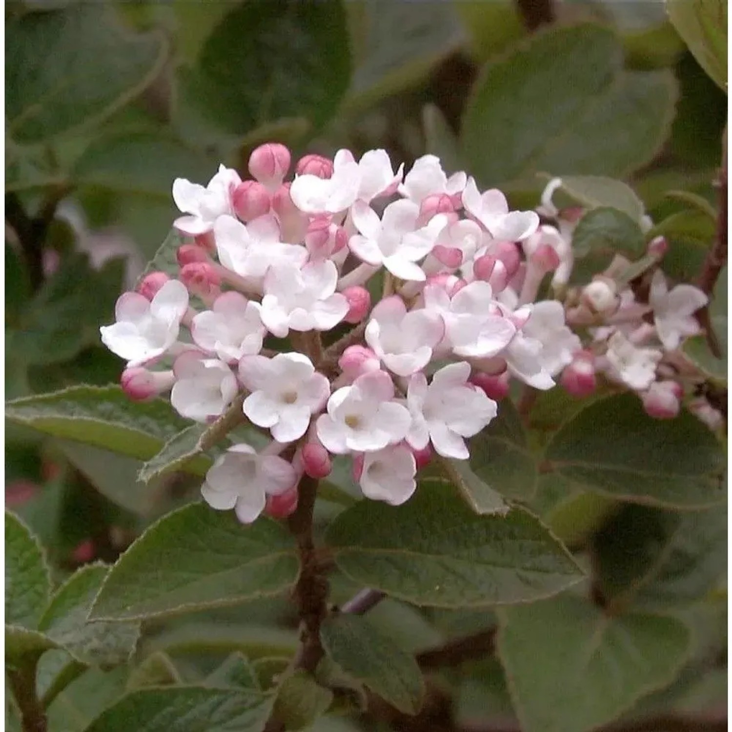 Koreanischer Duftschneeball Aurora 80-100cm - Viburnum carlesii