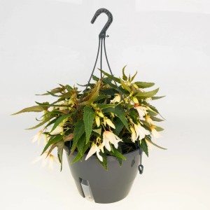 Hängende Begonie Waterfall Aqua Easy im Topf (ca. 27cm Ø) mit weißen Blüten.