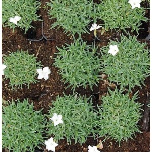 Pfingstnelke 'Albus' (Dianthus gratianopolitanus) im Topf mit weißen Blüten.